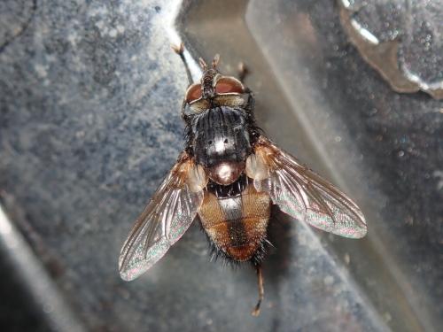 Réf. 300 530 : Winthemia bohemani